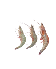 Medallón de atún   (1kg)